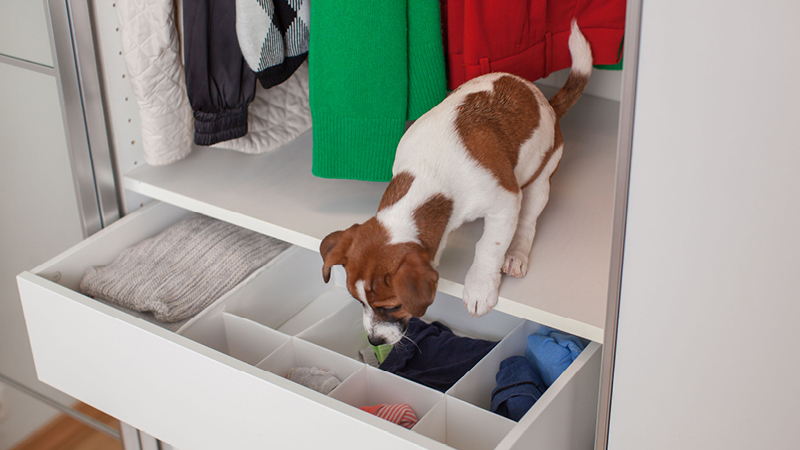 dog looking in cupboard/wardrobe