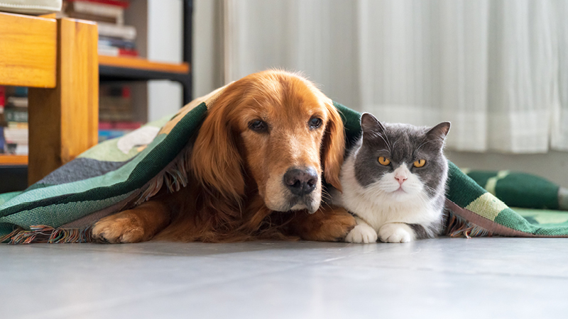 Dog and cat under blanket together