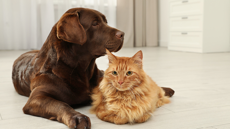 Dog and cat sitting together