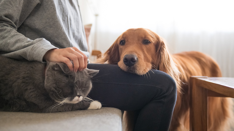 Cat on sofa, dog on persons lap
