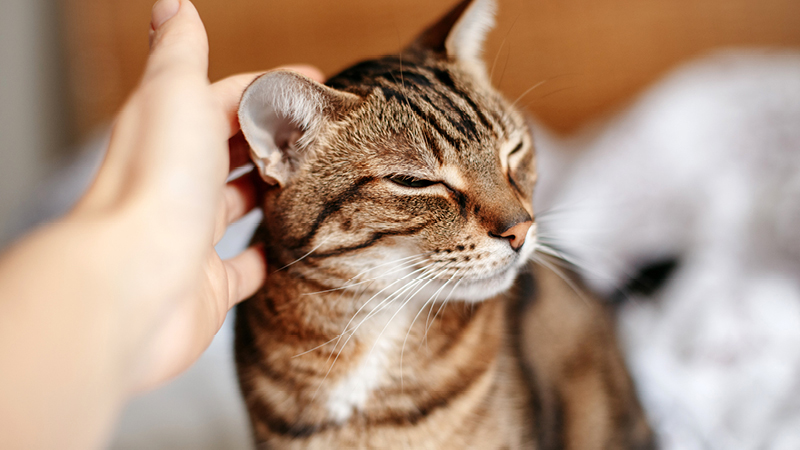 Cat sitting on persons’ lap