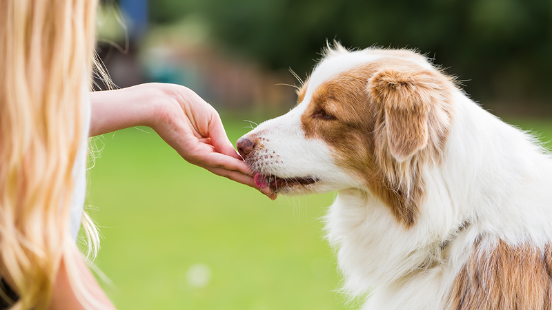 Dog being given food from person's hand