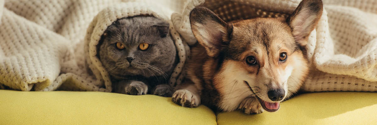 cat and dog in a blanket