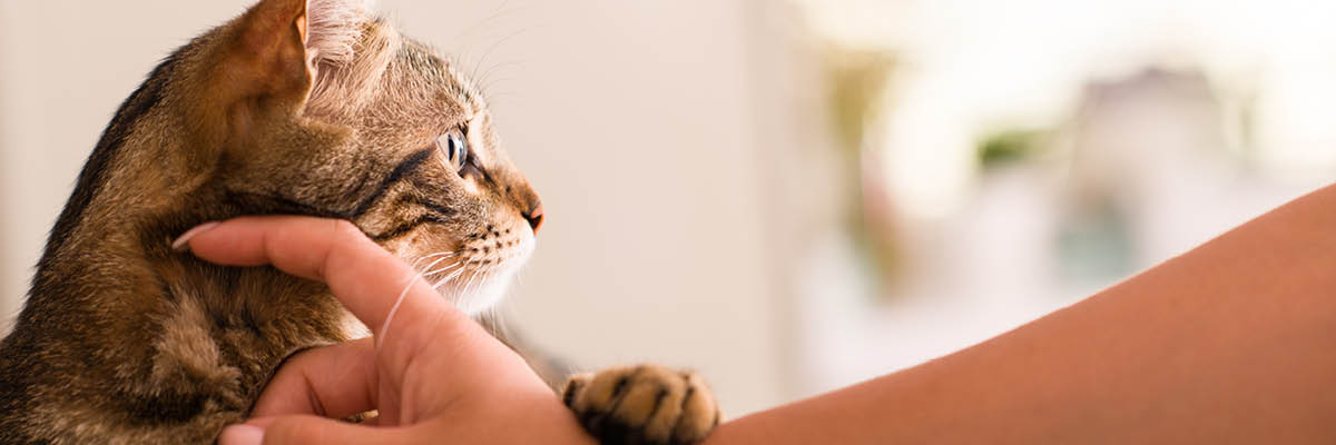person tickling cat