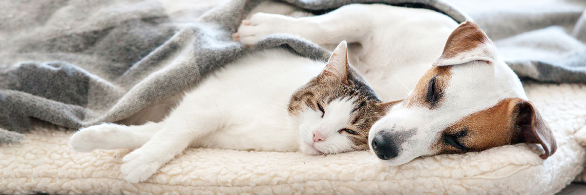 cat and dog lay down