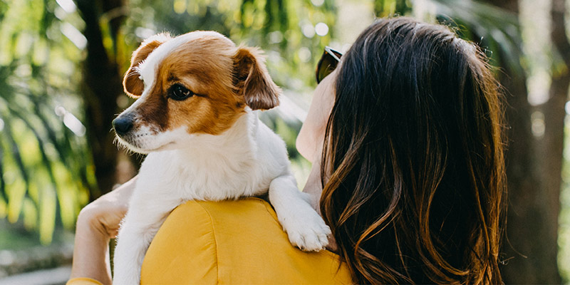 Dog being carried over shoulder